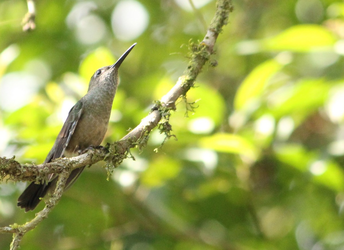 Sombre Hummingbird - Miguel  Magro