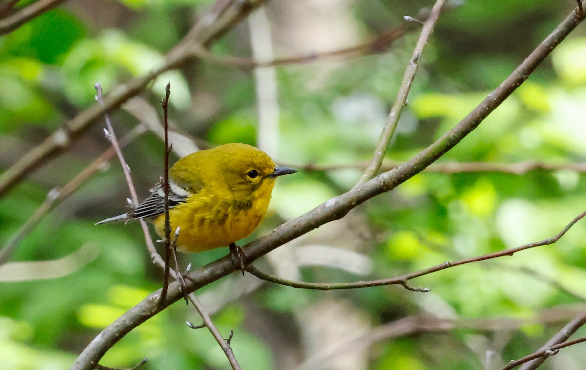 Pine Warbler - ML617390807