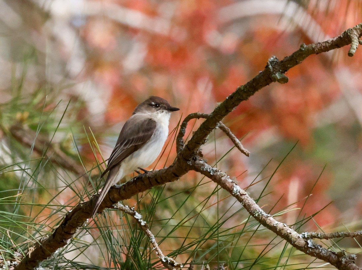 Eastern Phoebe - ML617390823