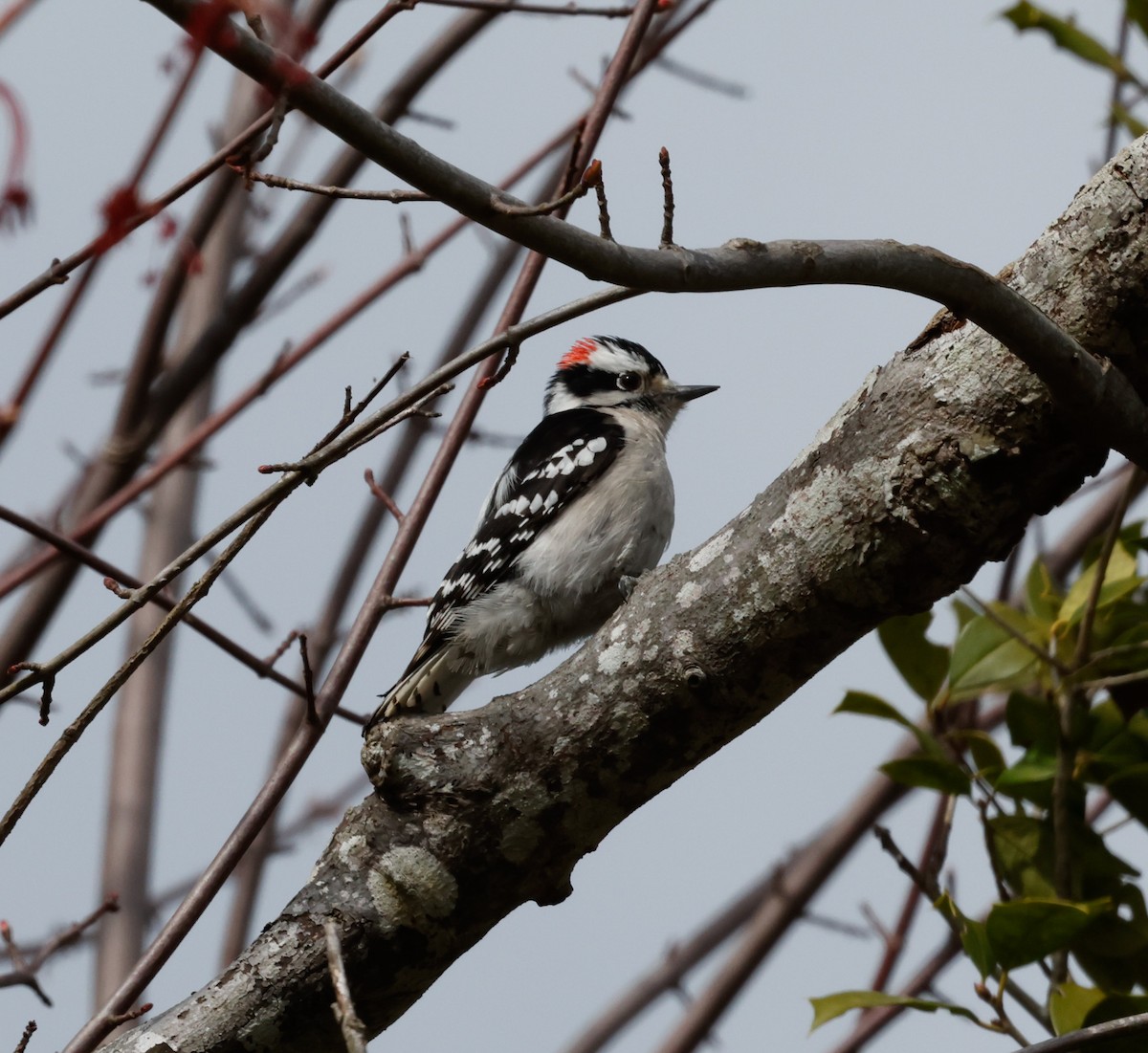 Downy Woodpecker - ML617390824