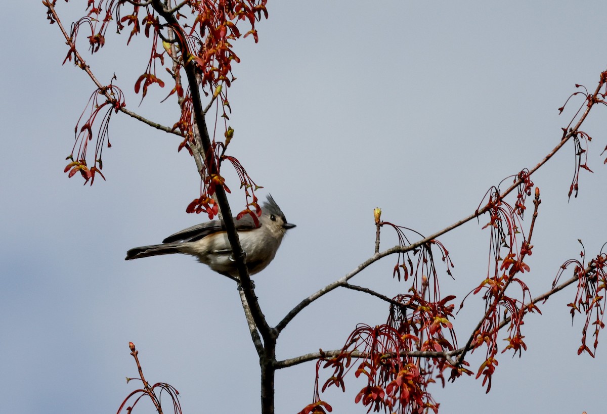 Tufted Titmouse - ML617390842