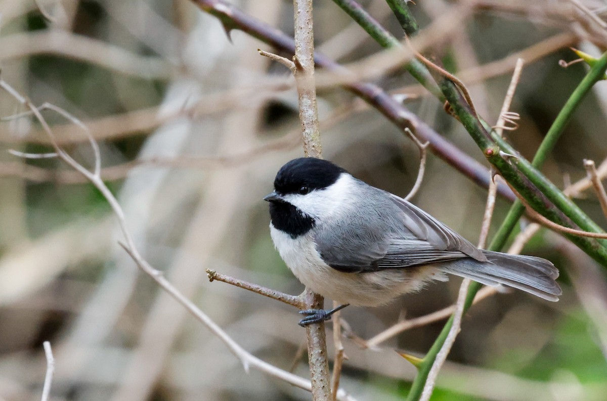 Carolina Chickadee - ML617390849