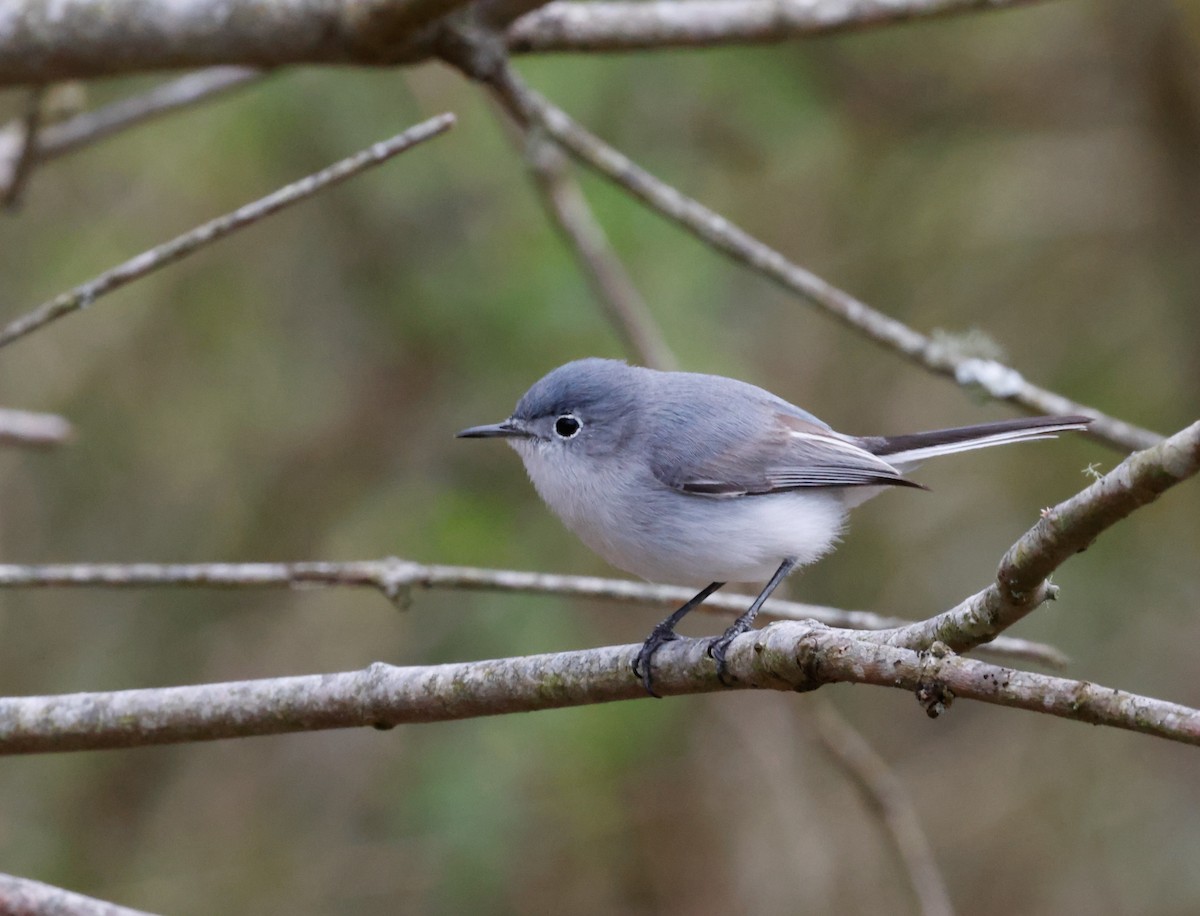 Blue-gray Gnatcatcher - ML617390865