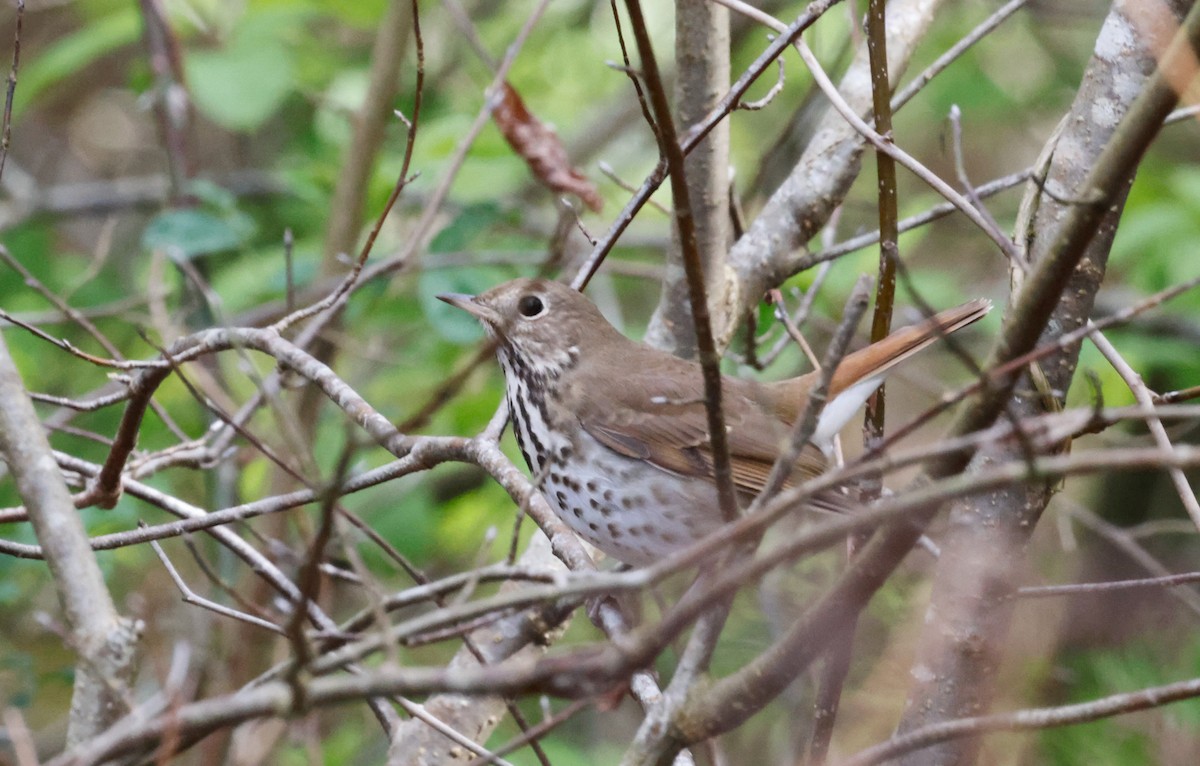 Hermit Thrush - ML617390871