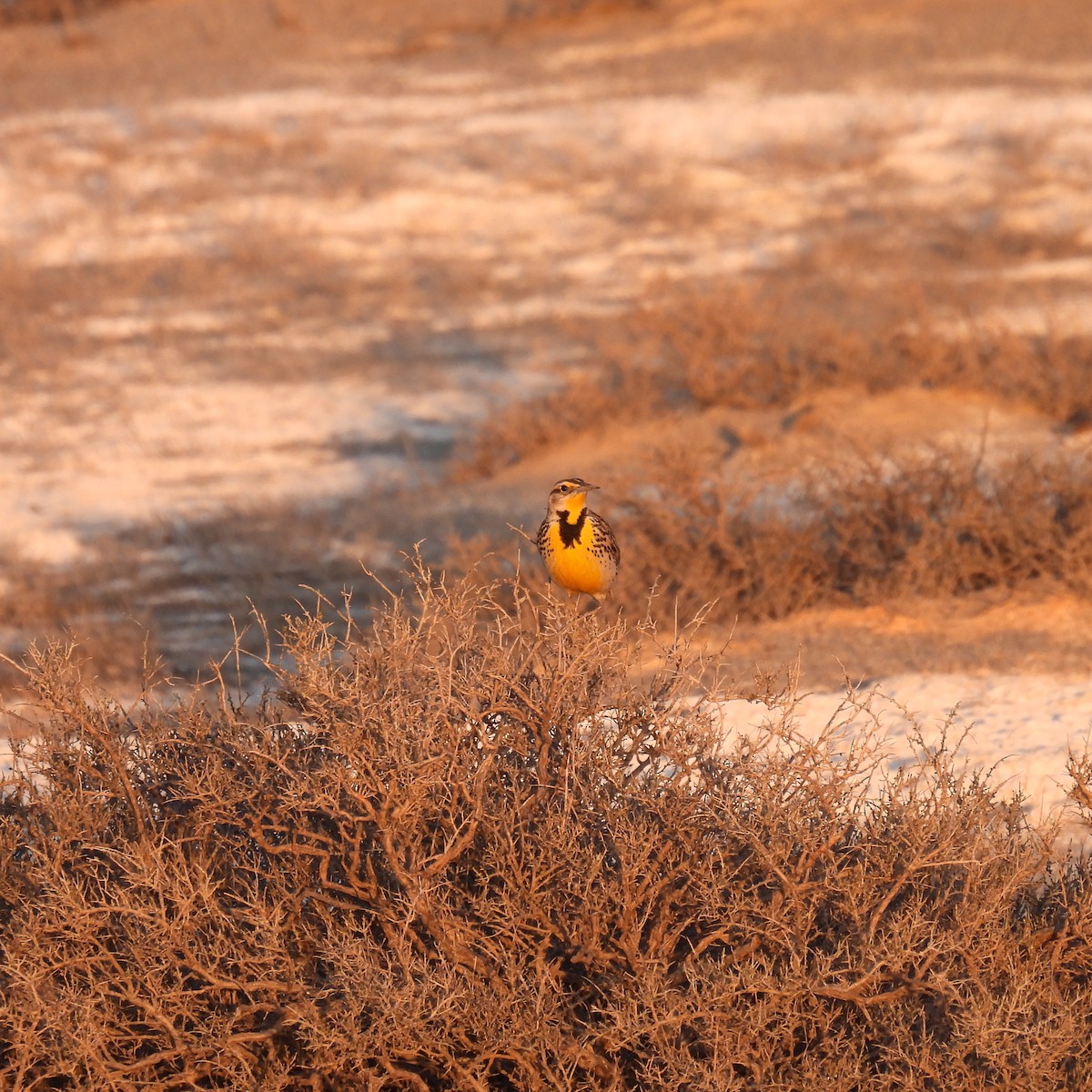 Western Meadowlark - ML617390892