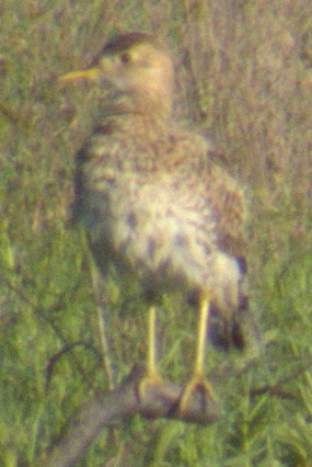 Upland Sandpiper - ML617390908