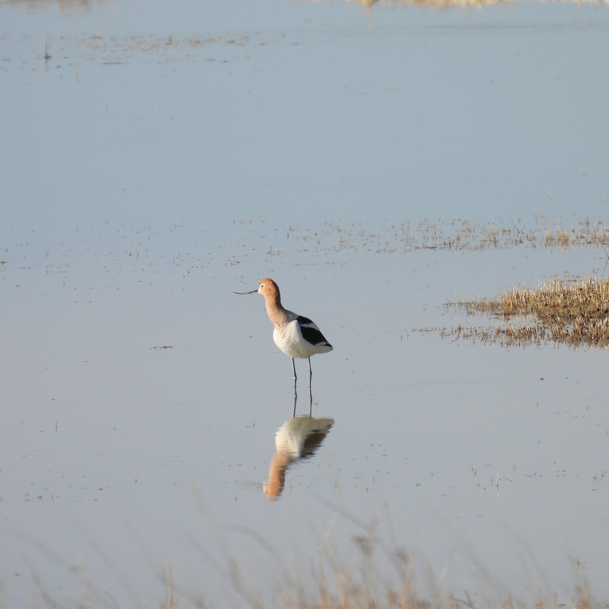 Avocette d'Amérique - ML617390928