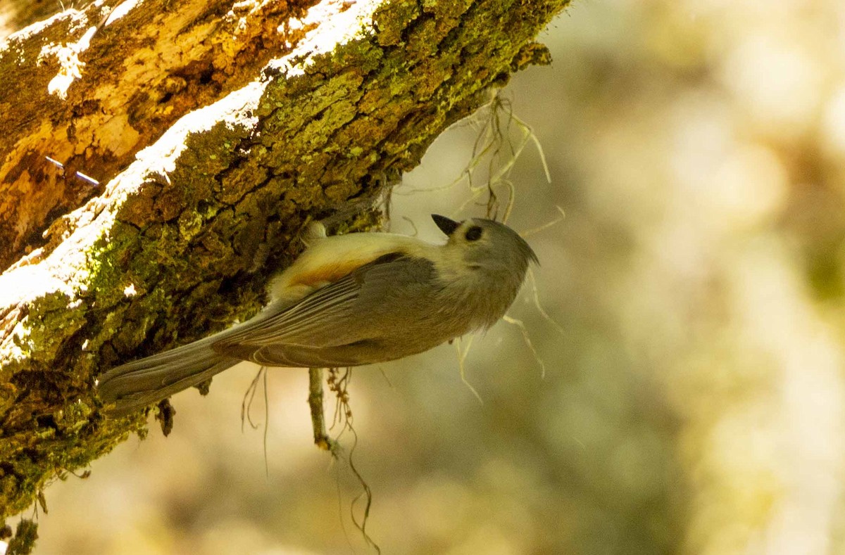 Tufted Titmouse - ML617390953