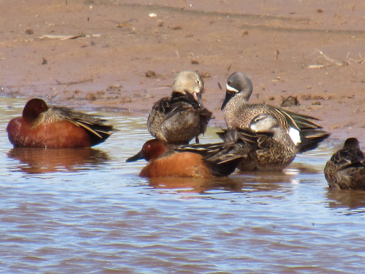 Cinnamon Teal - Debra Halter