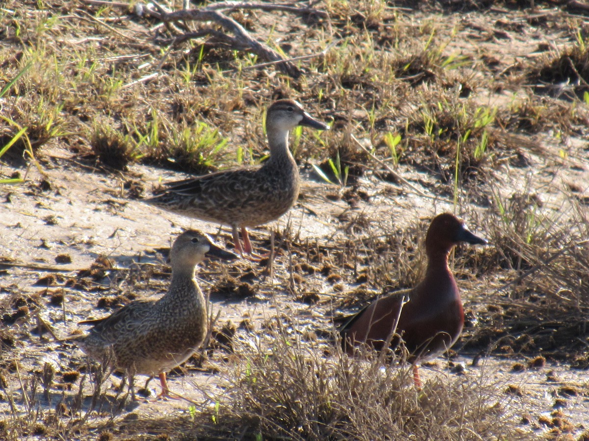 Cinnamon Teal - Debra Halter