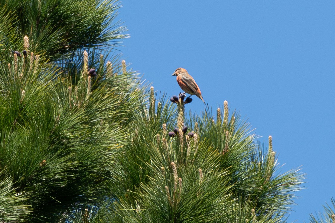 Red Crossbill - Carole Rose