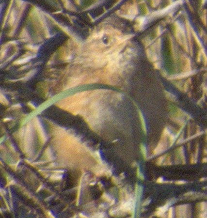 Sedge Wren - ML617390998