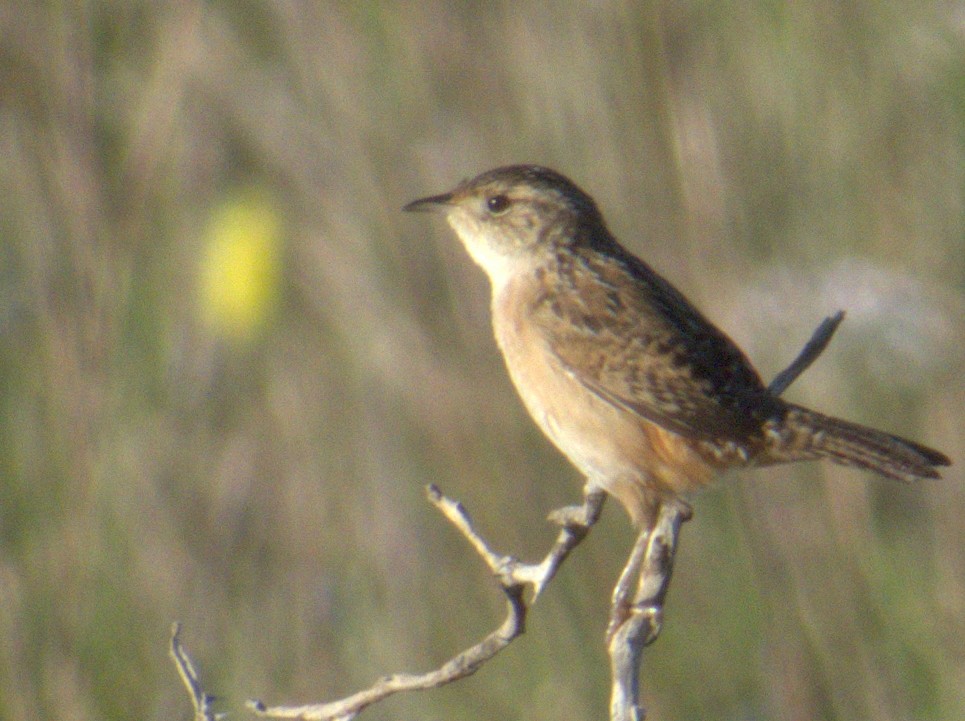 Sedge Wren - ML617390999