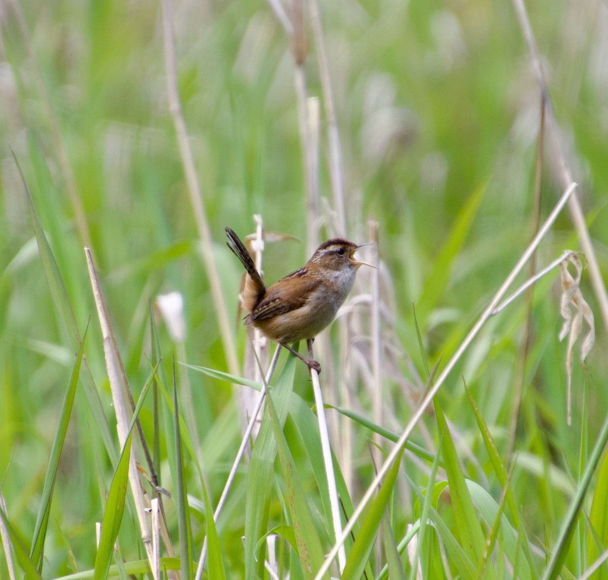 Marsh Wren - ML617391005