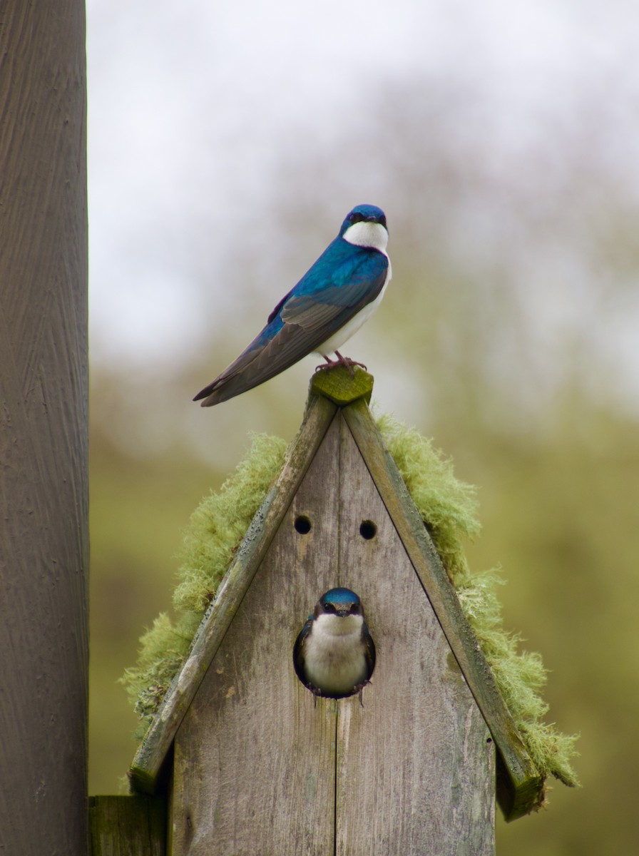 Tree Swallow - ML617391032