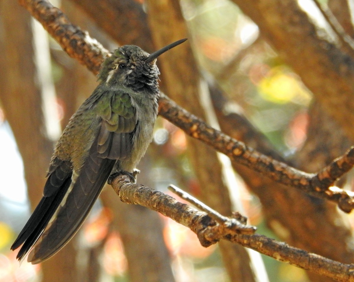 kolibřík blankytohrdlý - ML617391048