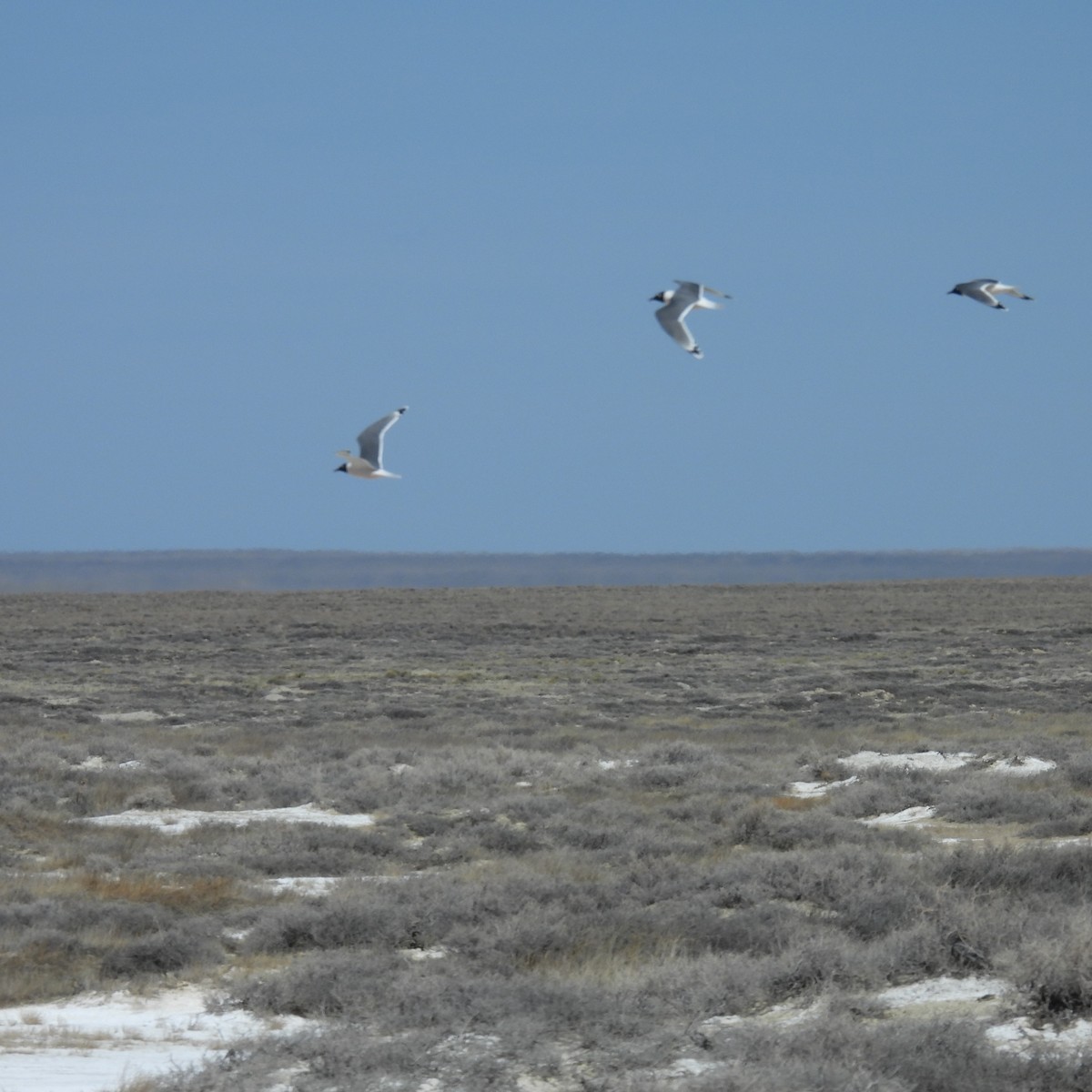 Franklin's Gull - Seth Halman