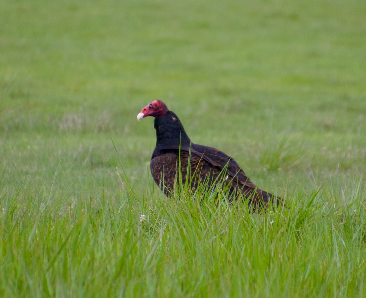 Turkey Vulture - Julian Moulton