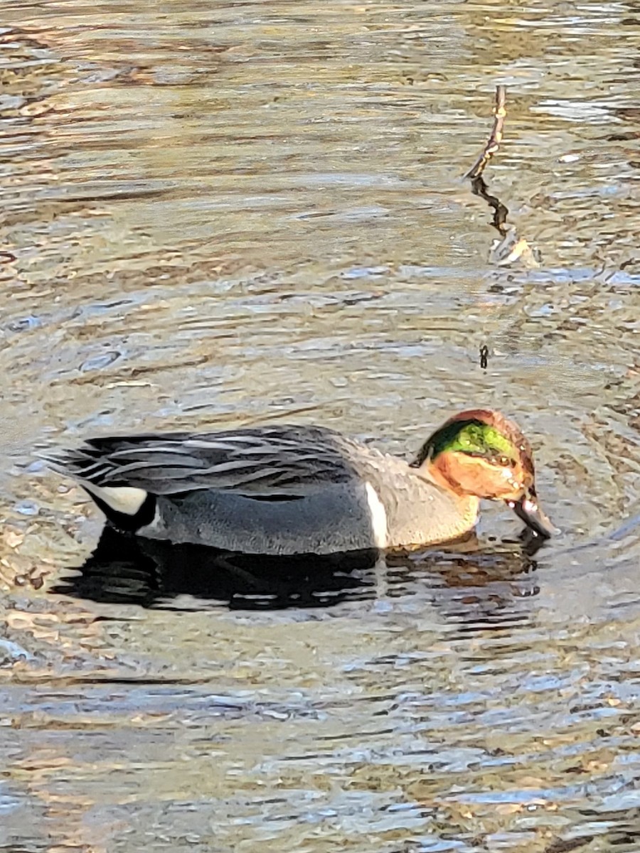 Green-winged Teal - ML617391075