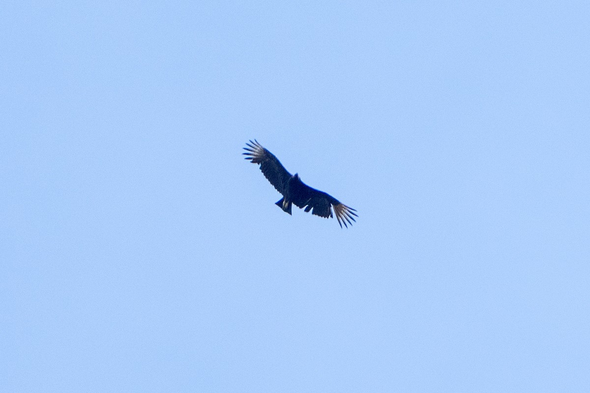 Black Vulture - ML617391088