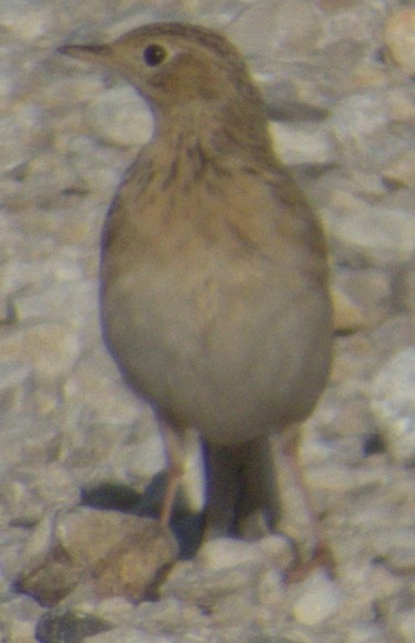 Sprague's Pipit - ML617391090