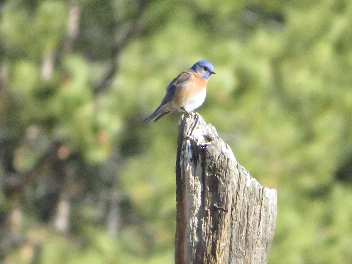 Western Bluebird - ML617391092