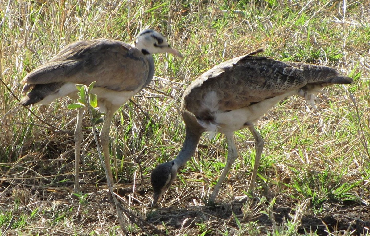 White-bellied Bustard - Jeffrey C and Teresa B Freedman