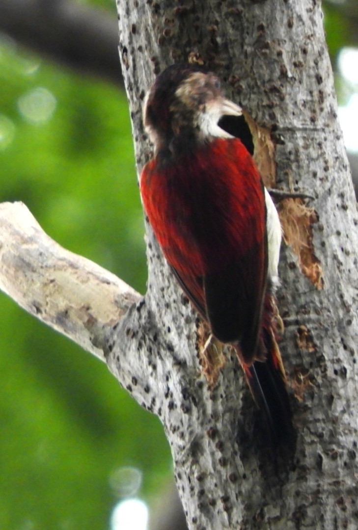 Scarlet-backed Woodpecker - Jacob Santos