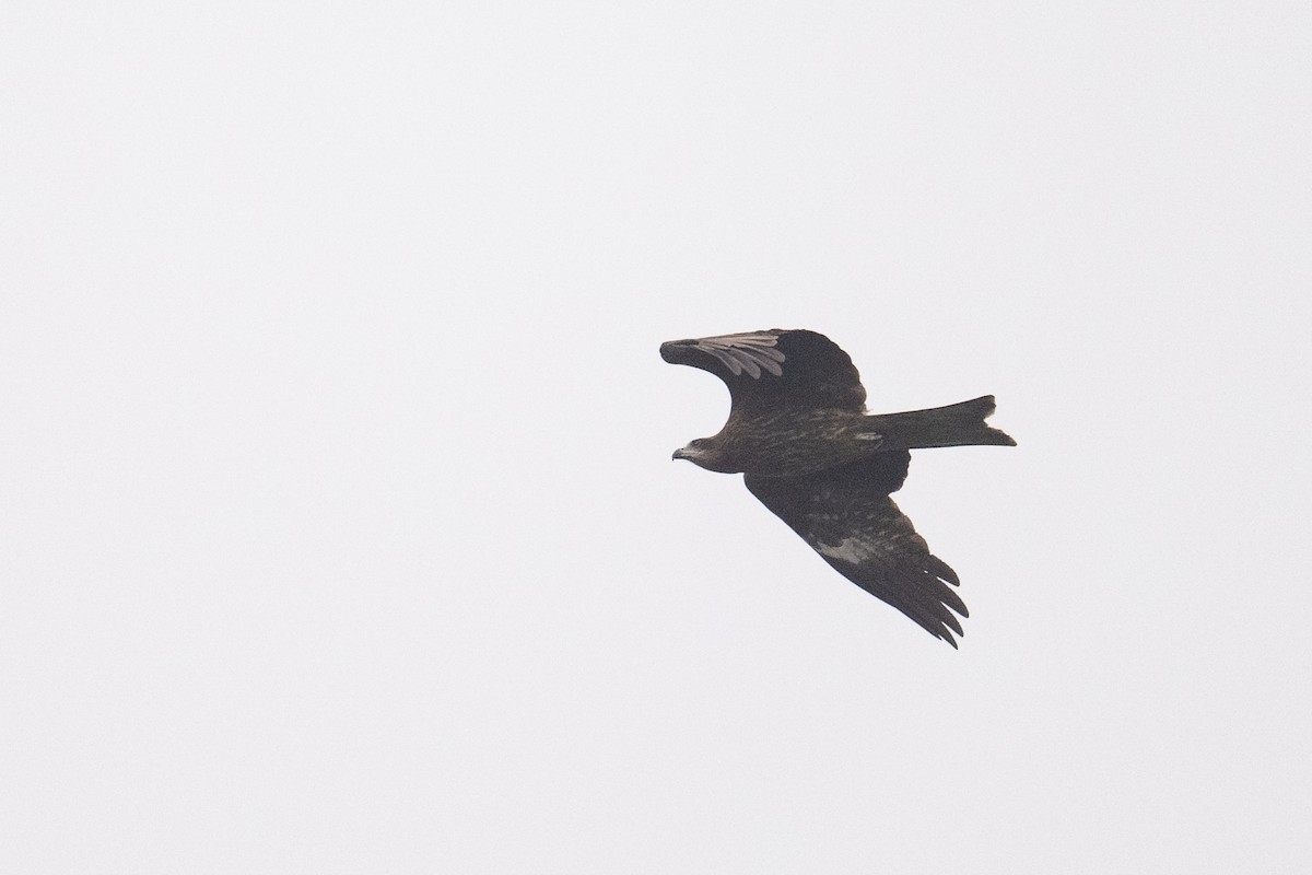 Black Kite - ML617391122