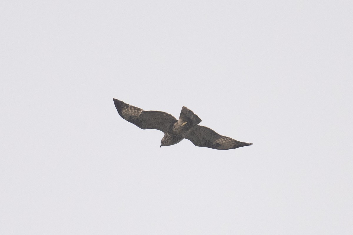 Black Kite - ML617391123