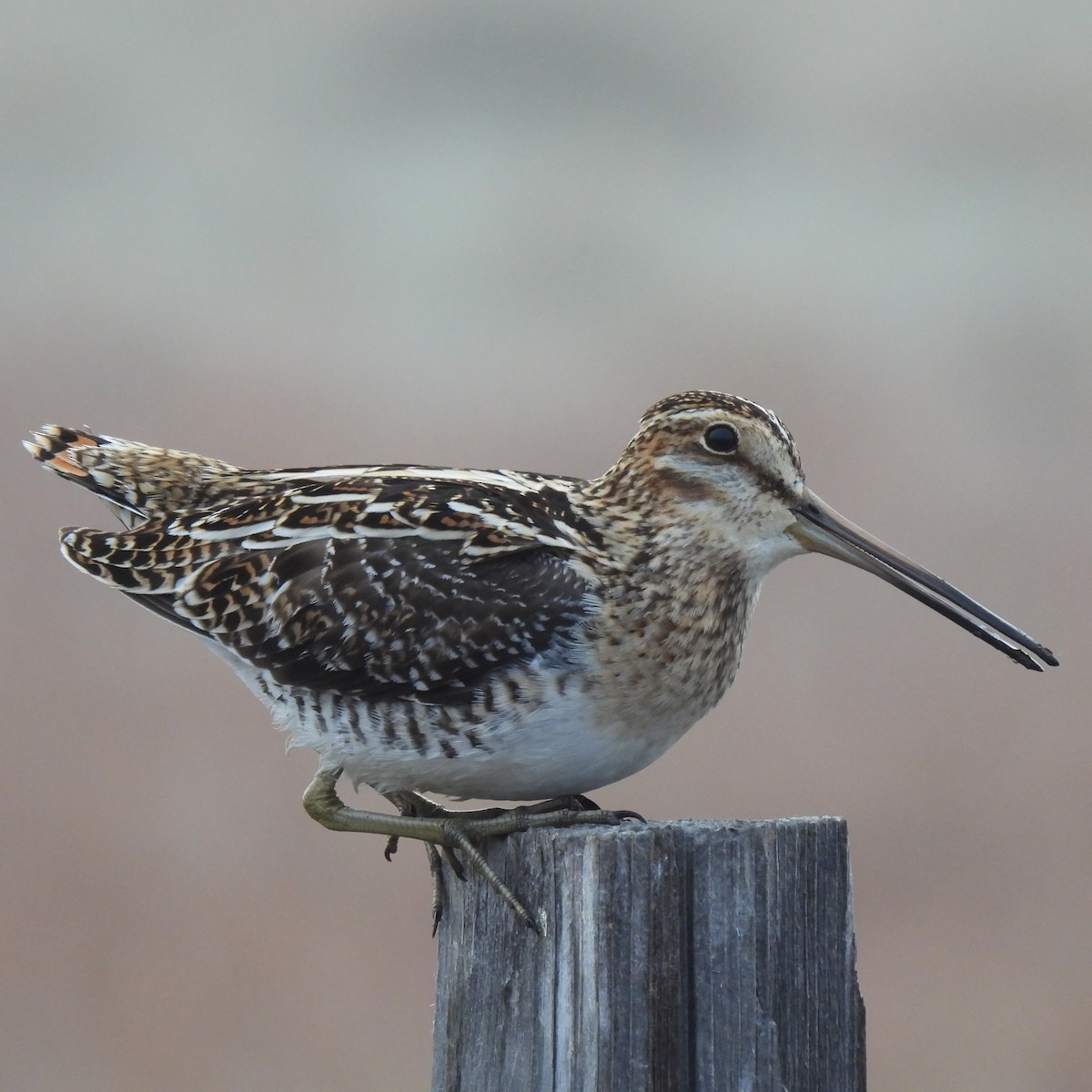 Wilson's Snipe - ML617391133