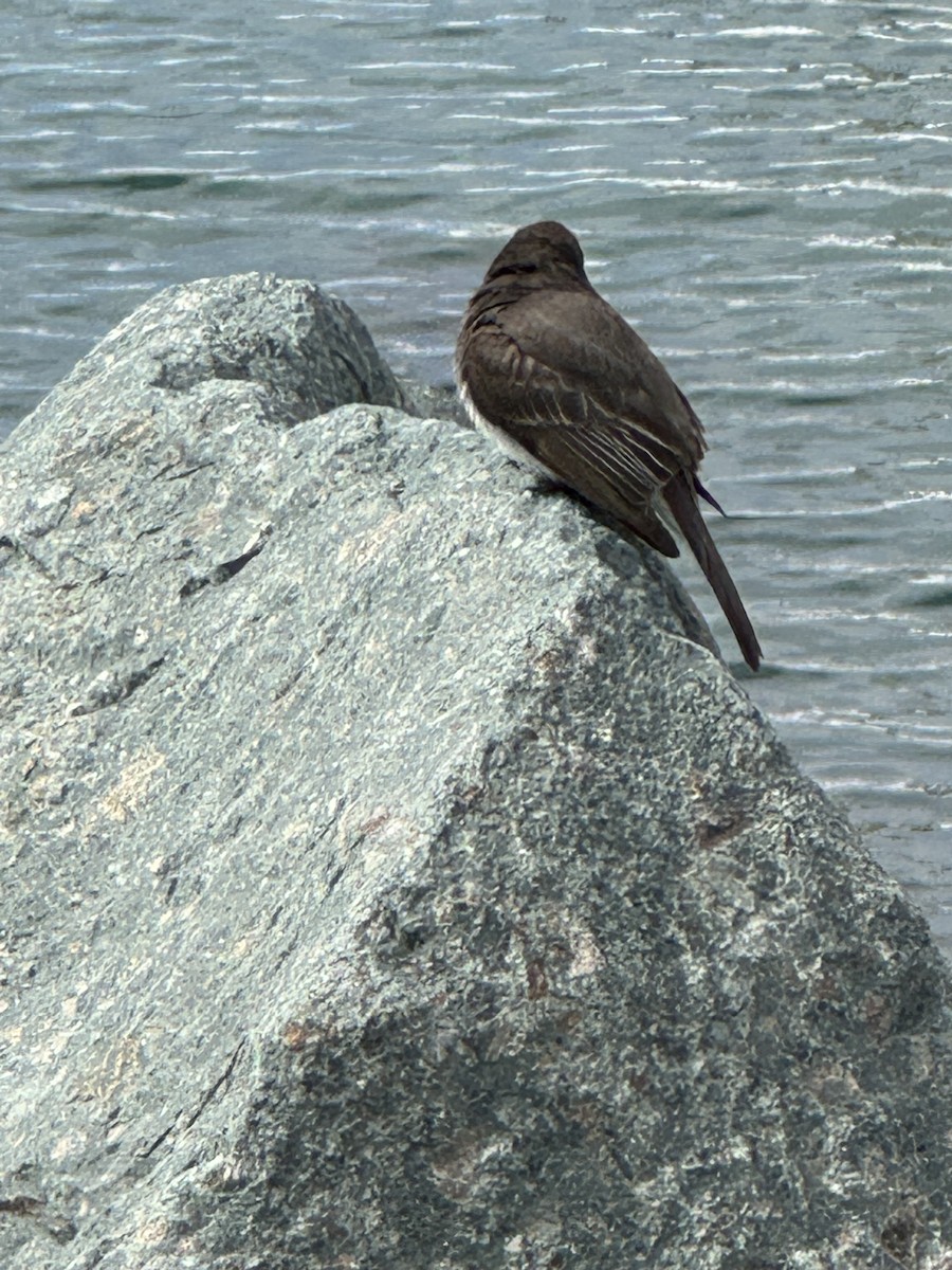 Black Phoebe - Eileen Rudden