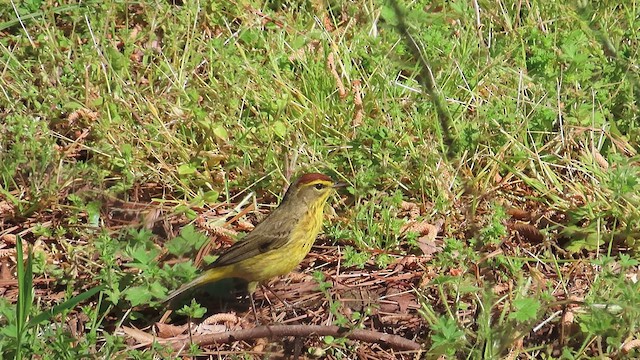 Paruline à couronne rousse (hypochrysea) - ML617391233