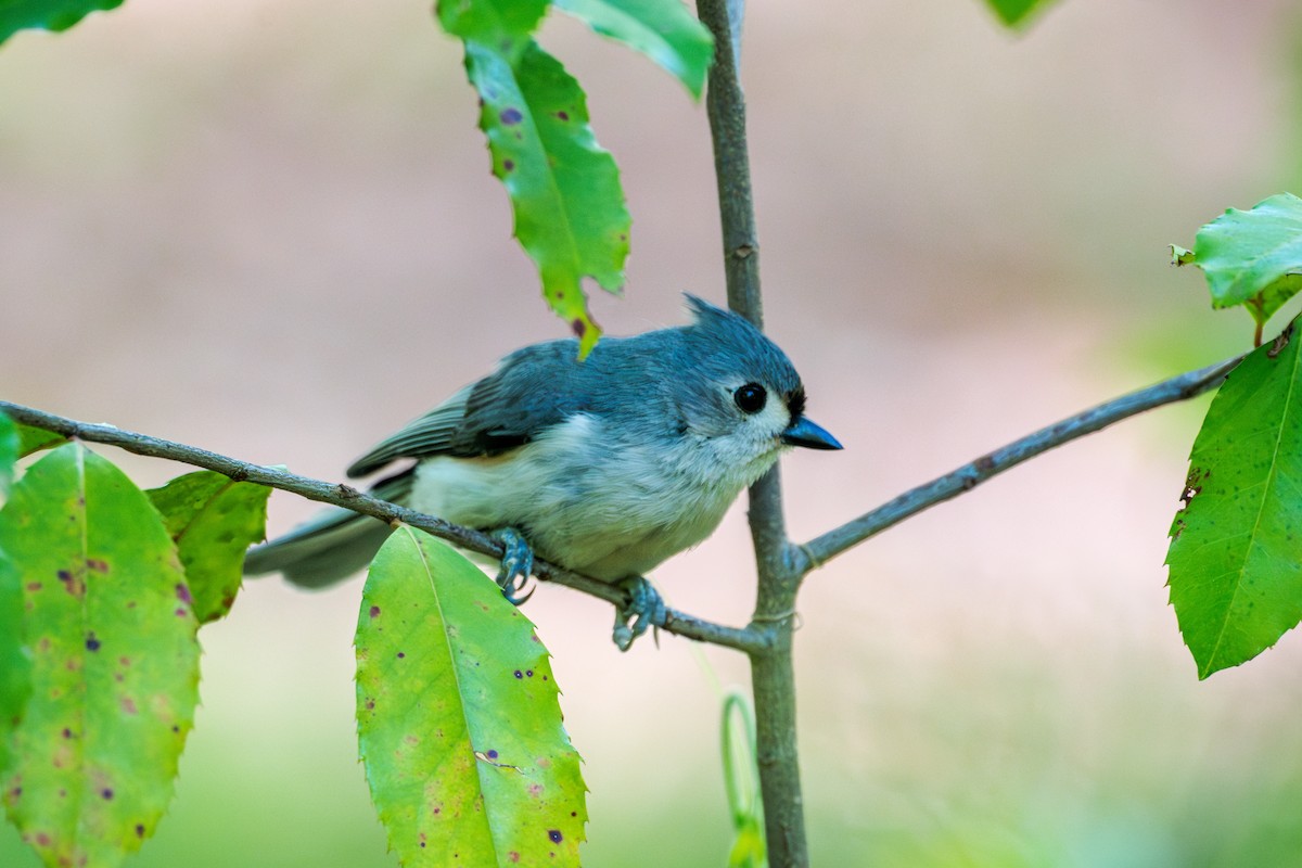 Mésange bicolore - ML617391237