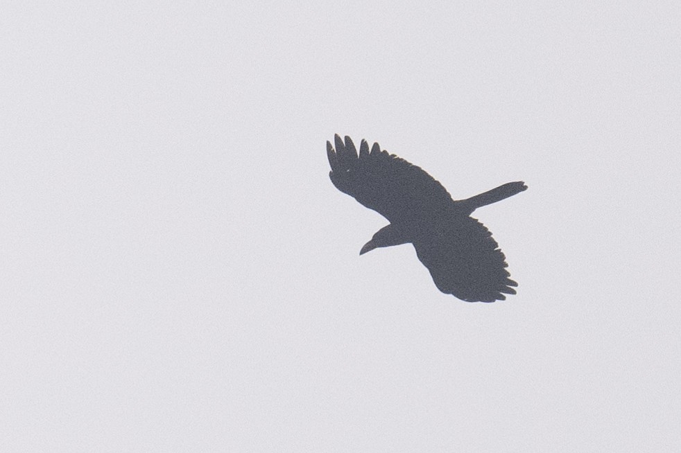 Large-billed Crow - Ross Bartholomew