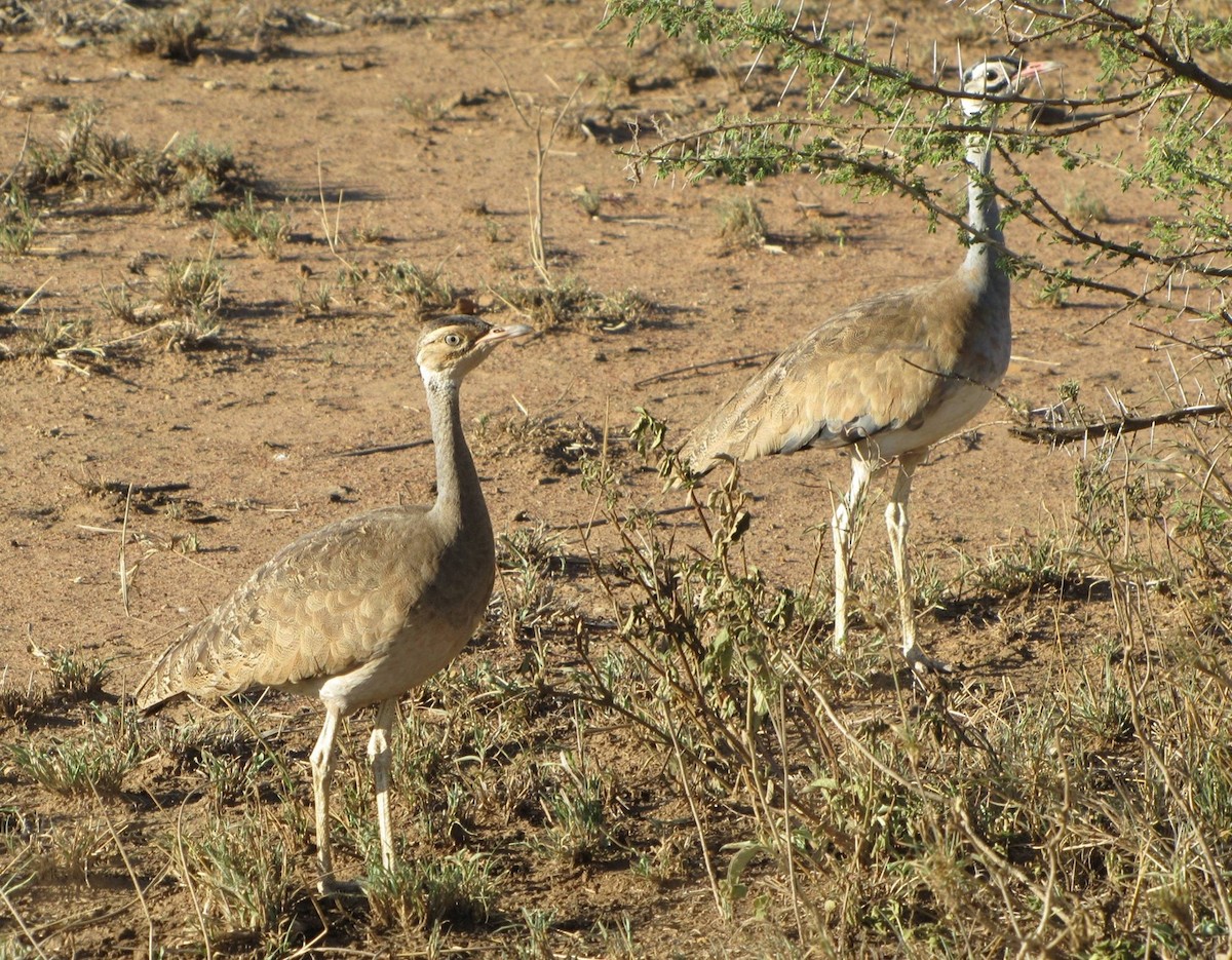 White-bellied Bustard - Jeffrey C and Teresa B Freedman