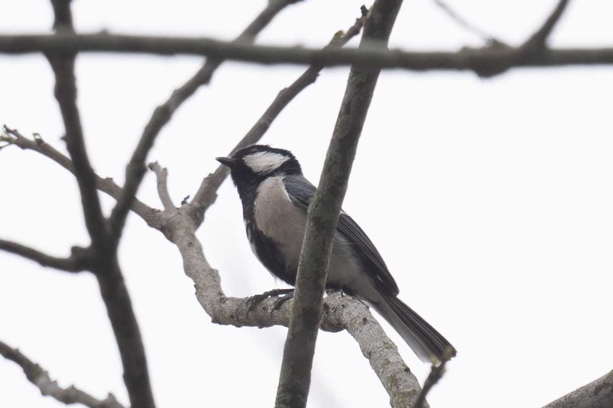 Mésange de Chine - ML617391277