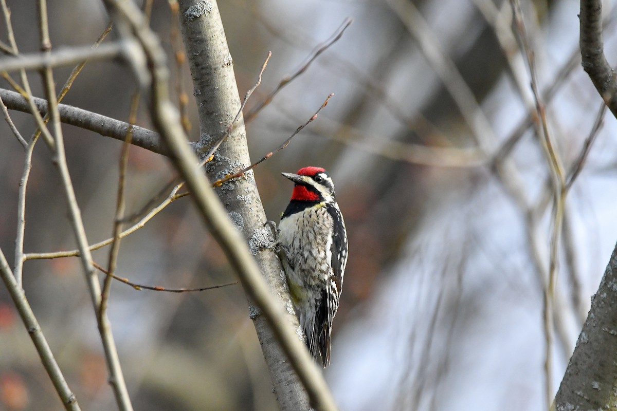 Yellow-bellied Sapsucker - yves dupont