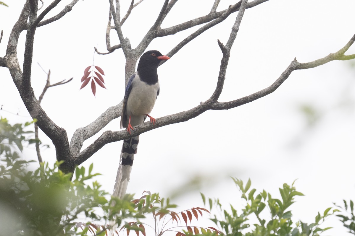 Red-billed Blue-Magpie - ML617391328