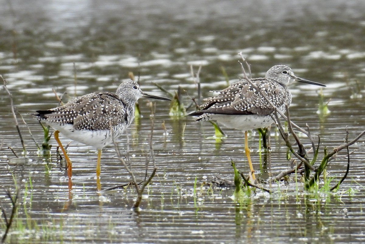 Greater Yellowlegs - ML617391334