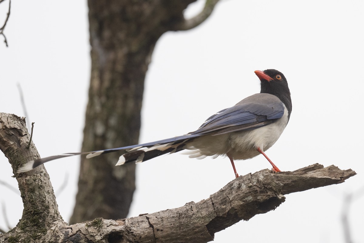 Red-billed Blue-Magpie - ML617391337