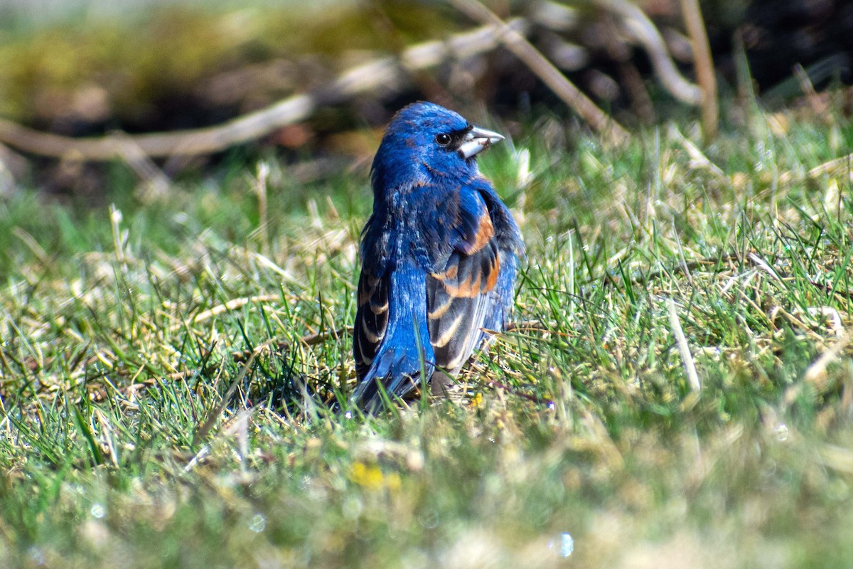 Blue Grosbeak - ML617391345