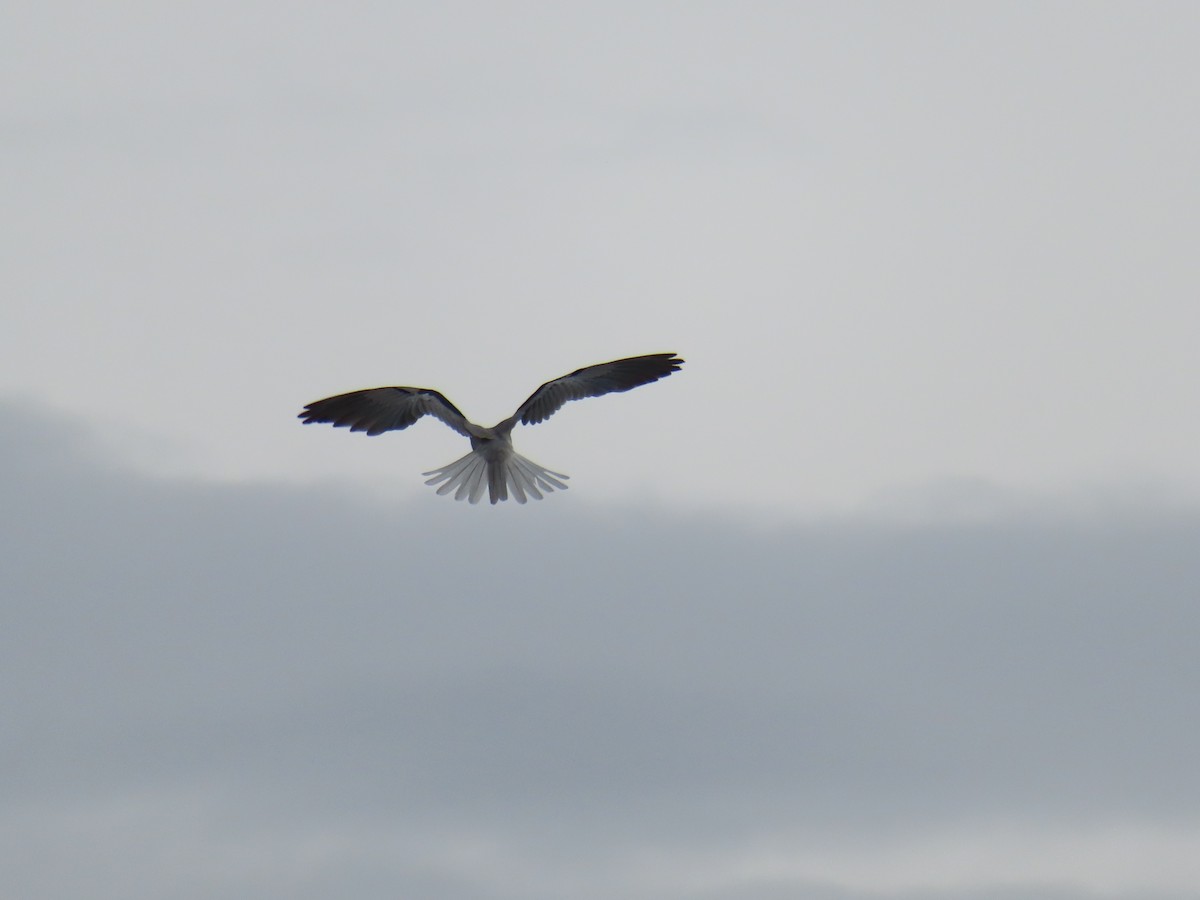 White-tailed Kite - ML617391377