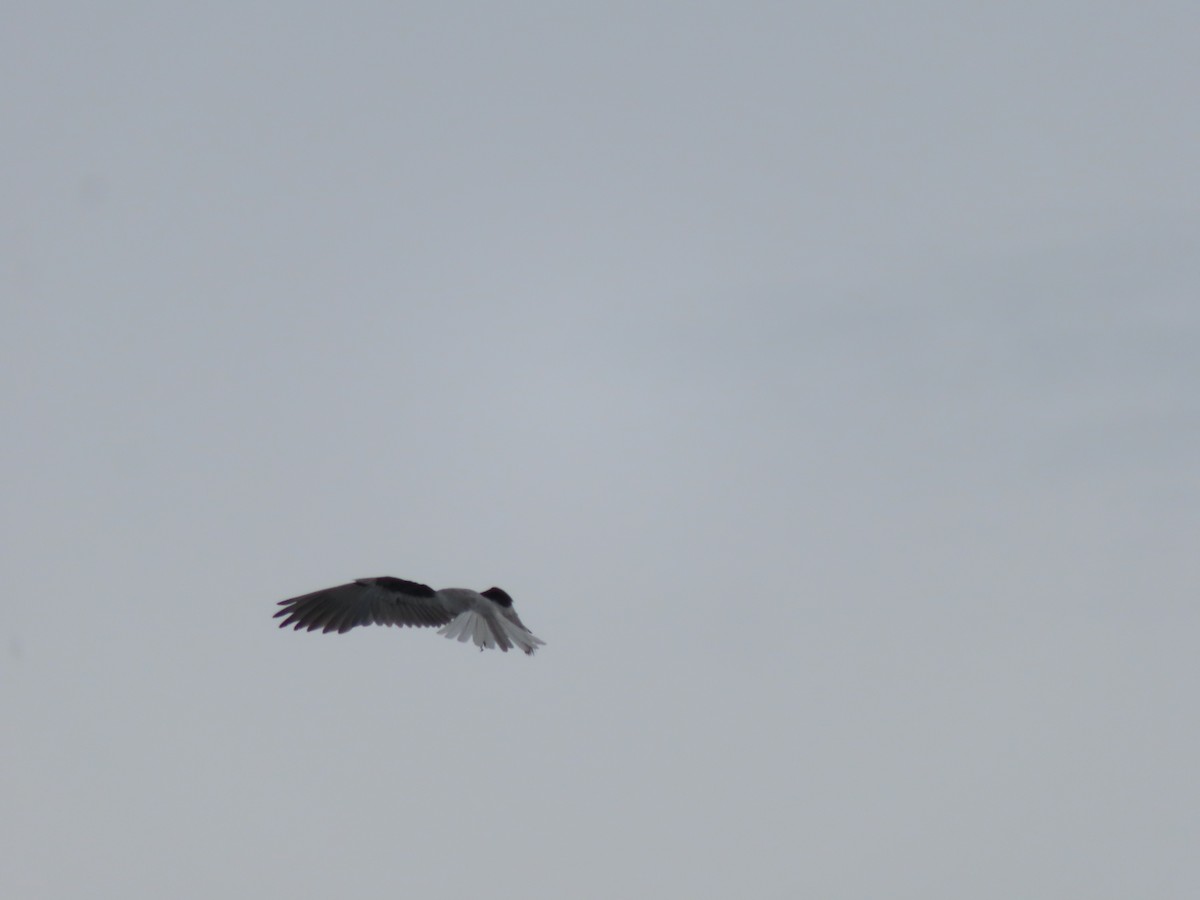 White-tailed Kite - ML617391378