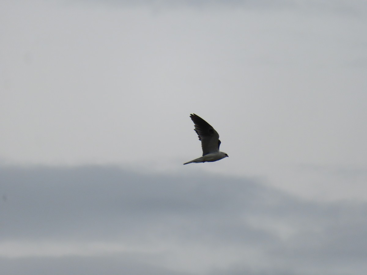 White-tailed Kite - ML617391379