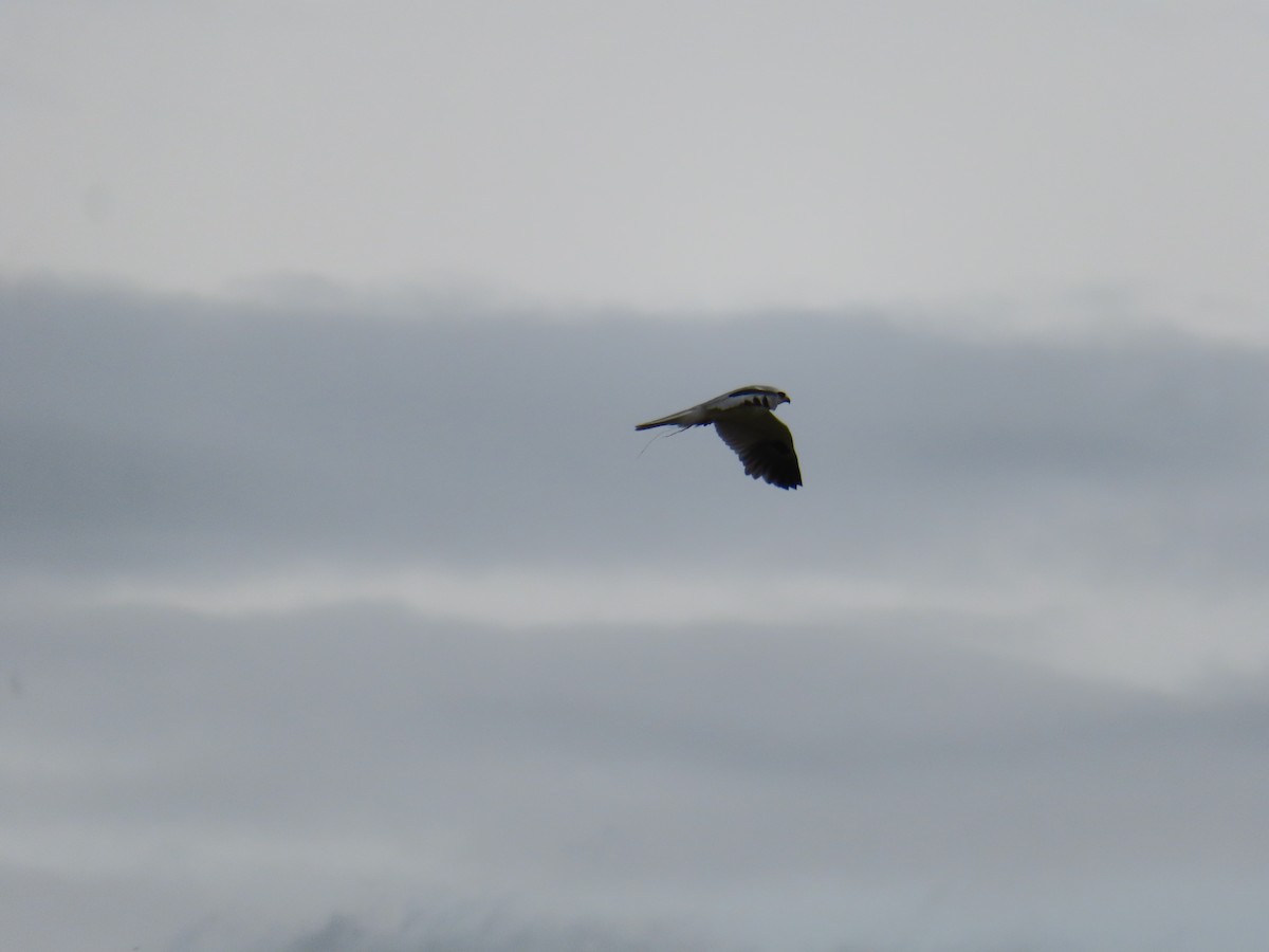 White-tailed Kite - ML617391380
