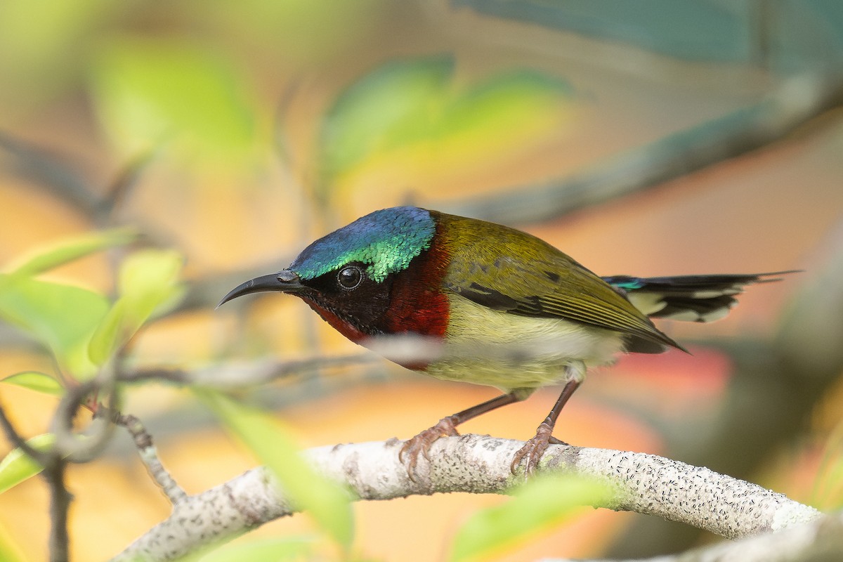 Fork-tailed Sunbird - ML617391409