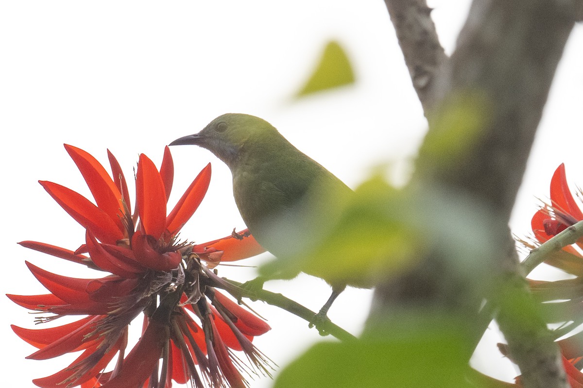 Orange-bellied Leafbird - ML617391422