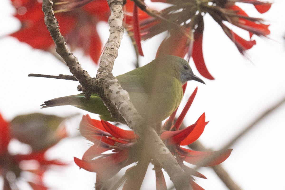 Orange-bellied Leafbird - Ross Bartholomew