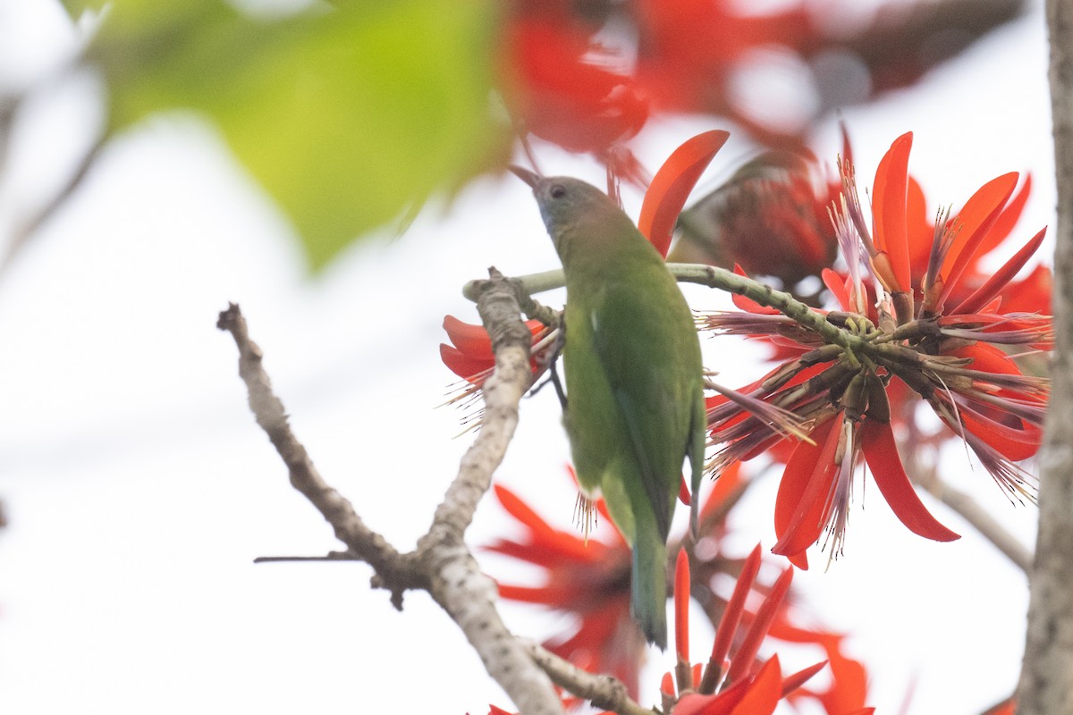 Orange-bellied Leafbird - ML617391427